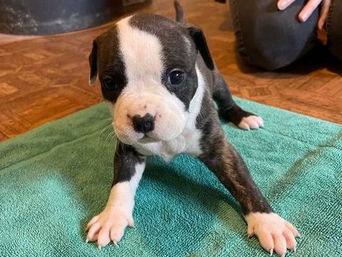 Chiots Américain staff LOF 800 21000 Dijon