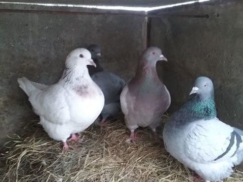 pigeon texan autosexable 10 21200 Montagny-ls-beaune