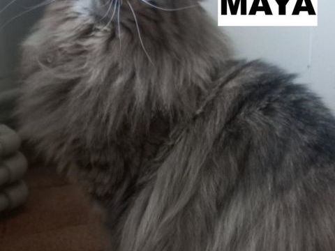 MAYA SE TROUVE EN FAMILLE D'ACCUEIL 94 0 94000 Cr�teil