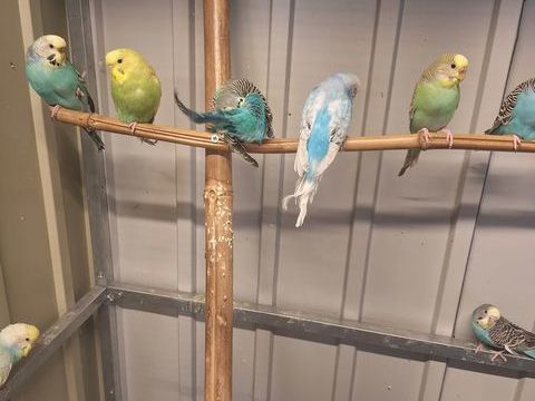 Perruches Ondul&eacute;es 10 76580 Le trait