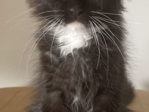 Chaton m&acirc;le de pure race Maine Coon 1300 44710 Port-saint-père