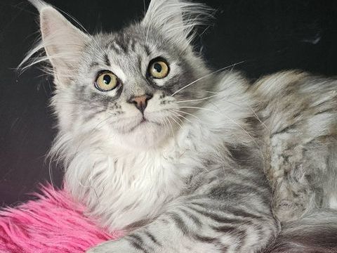 Magnifiques chatons Maine Coon loof, LIVRAISON 1500 22250 Éréac