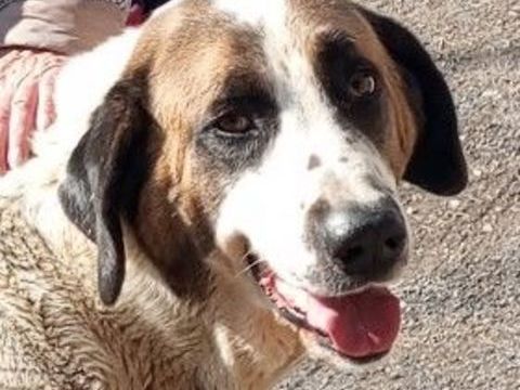 BISON, saint bernard 2 ans 220 34500 B�ziers