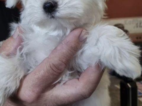 Bichons Maltais  nain et toye 2000 78980 Saint-illiers-le-bois