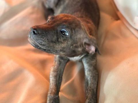 FILOU � M&acirc;le X crois&eacute;, n&eacute; le 21/09/2025 300 68000 Colmar