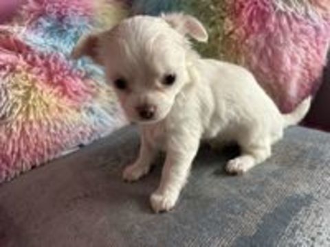   Deux petites femelles Chihuahua recherchent leur famille pou 