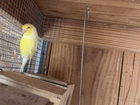 couple canaris 45 71390 Messey-sur-grosne