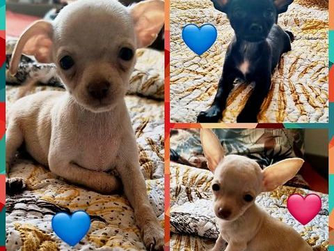 Adorables chiots Chihuahuas &agrave; placer 850 94200 Ivry-sur-seine
