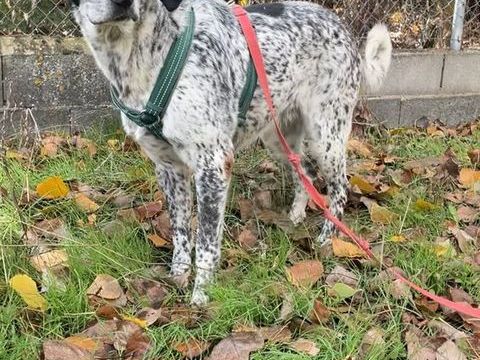 Une famille pour Miku 0 29200 Brest