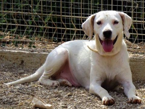 Betty cherche une famille! 0 34000 Montpellier