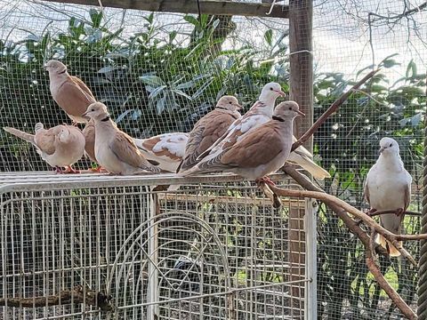 TOURTERELLES &agrave; adopter via l'association UMA 10 56220 Peillac