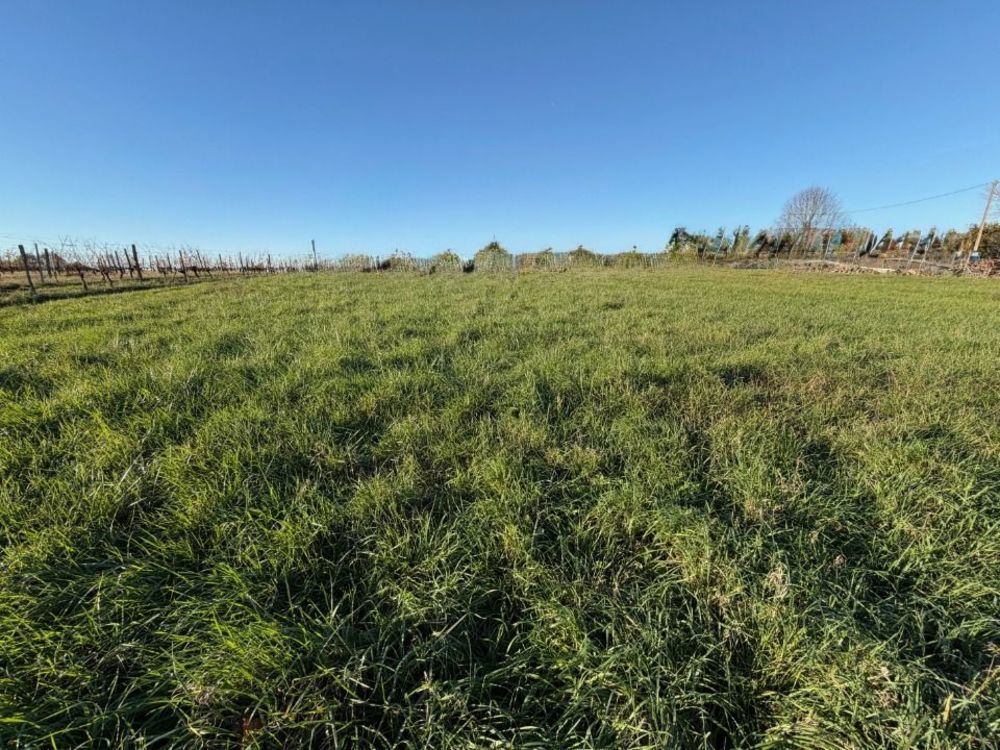Maisons neuves   Vayres (33870)