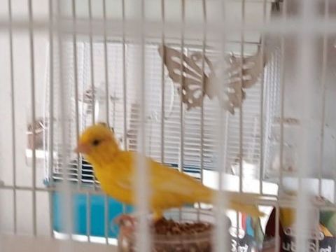 Perdu 2 poiseaux 
1 canari nain jaune bague rouge et 1 Gould 0 34430 Saint-jean-de-védas