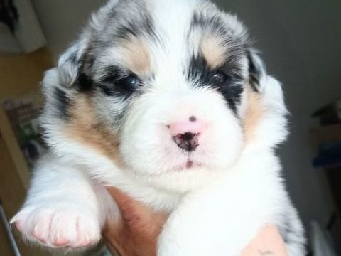 chiots bergers australiens Lof 1250 44116 Vieillevigne