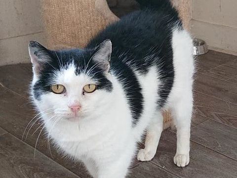 Pandore, europ&eacute;enne noire et blanche, 9 ans 150 75017 Paris