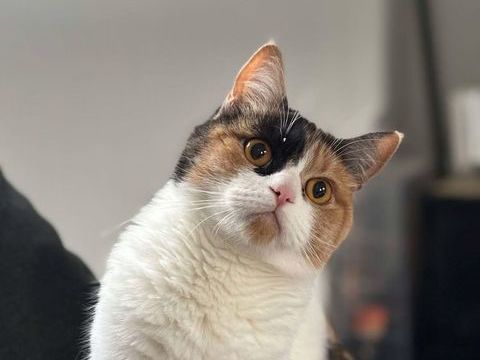 &#128049; Jolie chatte 1 an cherche famille aimante  URGENCE adoption &#128049; 150 62149 Annequin