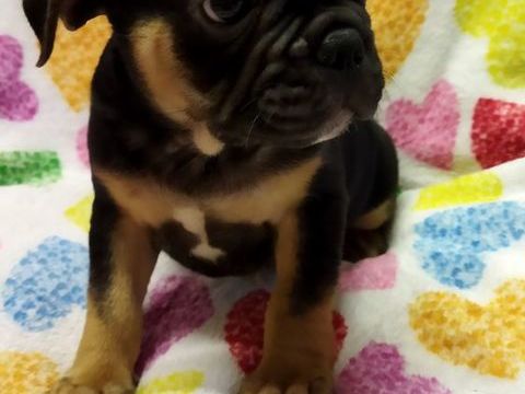 BB bouledogue français  950 59360 La groise