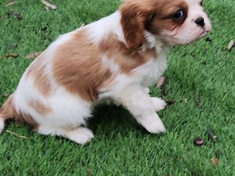 Chiot LOF Cavalier King Charles 1700 51370 Ormes