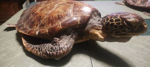 Tortue naturalis&eacute;e 60 71450 Blanzy