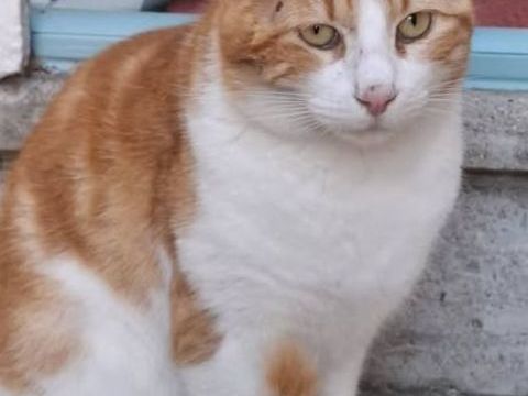 Chat GAVROCHE à l adoption 200 26110 Nyons