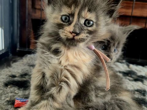 CHATONS MAINE COON LOOF 1300 44350 Gu�rande