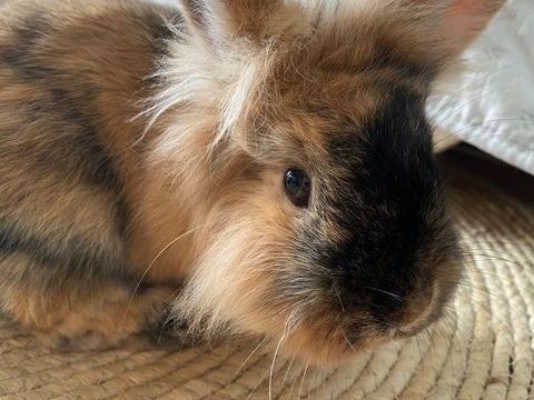 Lapins nains angora 20 49520 Le bourg-d'ir�