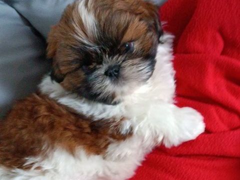 ADORABLES BÉBÉS SHIH TZU NON LOF 990 03200 Vichy