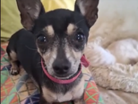 Ziggy, le magnifique Pinscher 350 78000 Versailles