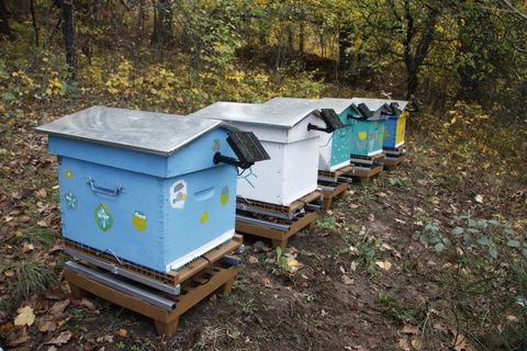 emplacement pour les ruches 1 81500 Fiac