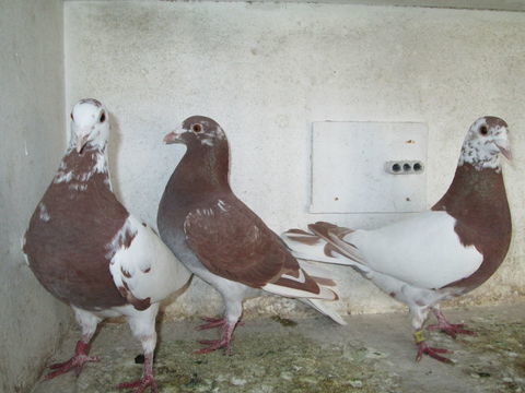 PIGEONS VOYAGEURS CHOCOMEULEMAN 30 80150 Crcy-en-ponthieu