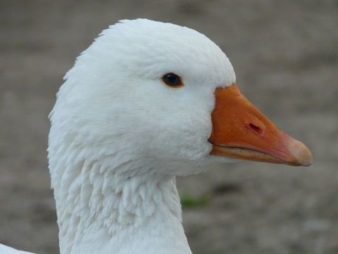 oie normande 35 63100 Clermont-ferrand