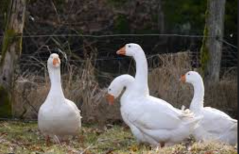 3 Oie 130 30100 Al�s