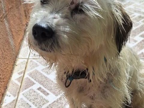 MAYA la petite bichonne 350 77600 Bussy-saint-georges