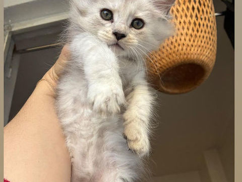 Maine coon LOOF 1400 83100 Toulon