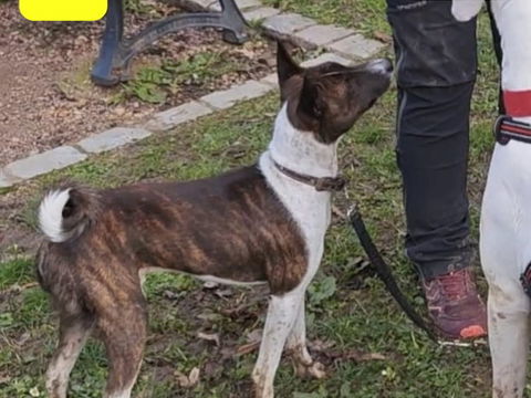Recherche JACKY - Basenji 0 54000 Nancy