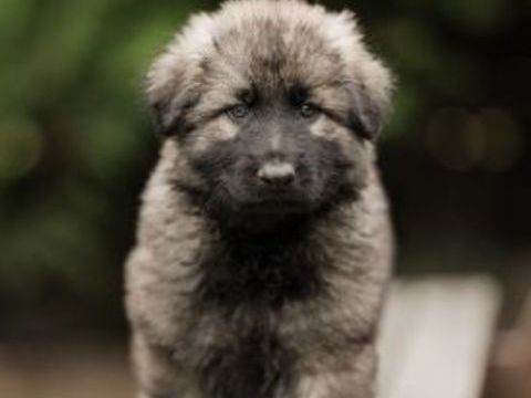 Borealis (Altdeutsche Sch&auml;ferhunde) 1800 17170 Cour�on