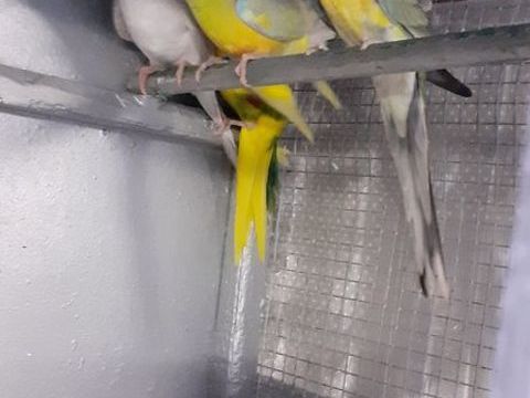 OISEAUX DE CAGES ET DE VOLI&Egrave;RES 40 22400 Lamballe