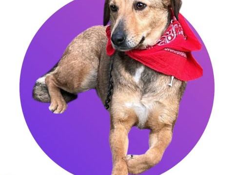 Capucine, une adorable puce, &agrave; l'adoption ! 💖 300 28250 Digny