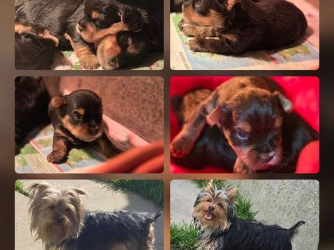 reste  a RESERVER 1  CHIOTS male  YORKSHIRE   TERRIER 1200 59540 Caudry