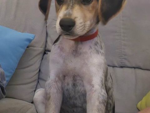 TIAGO le petit beau gosse 300 62500 Saint-omer