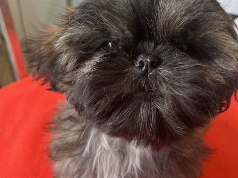 Sublime petite femelle chiot shih tzu lof fauve bringé 1800 58350 Nannay