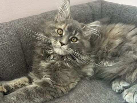 Chaton femelle Maine Coon 1500 11230 Puivert