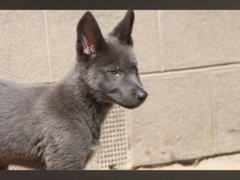 Chiots chiens loup
1000 56300 Pontivy