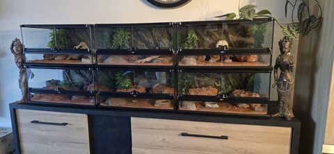 Exo terra et gecko l&eacute;opard 100 31340 La magdelaine-sur-tarn