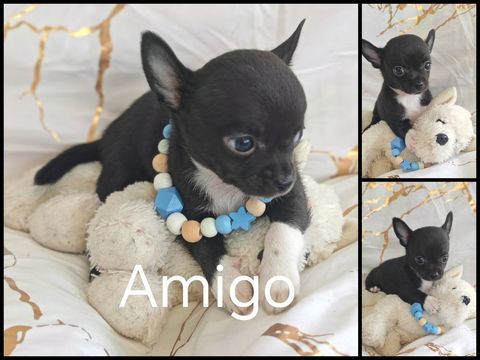 A VENDRE CHIOT CHIHUHAHA 850 66470 Sainte-marie