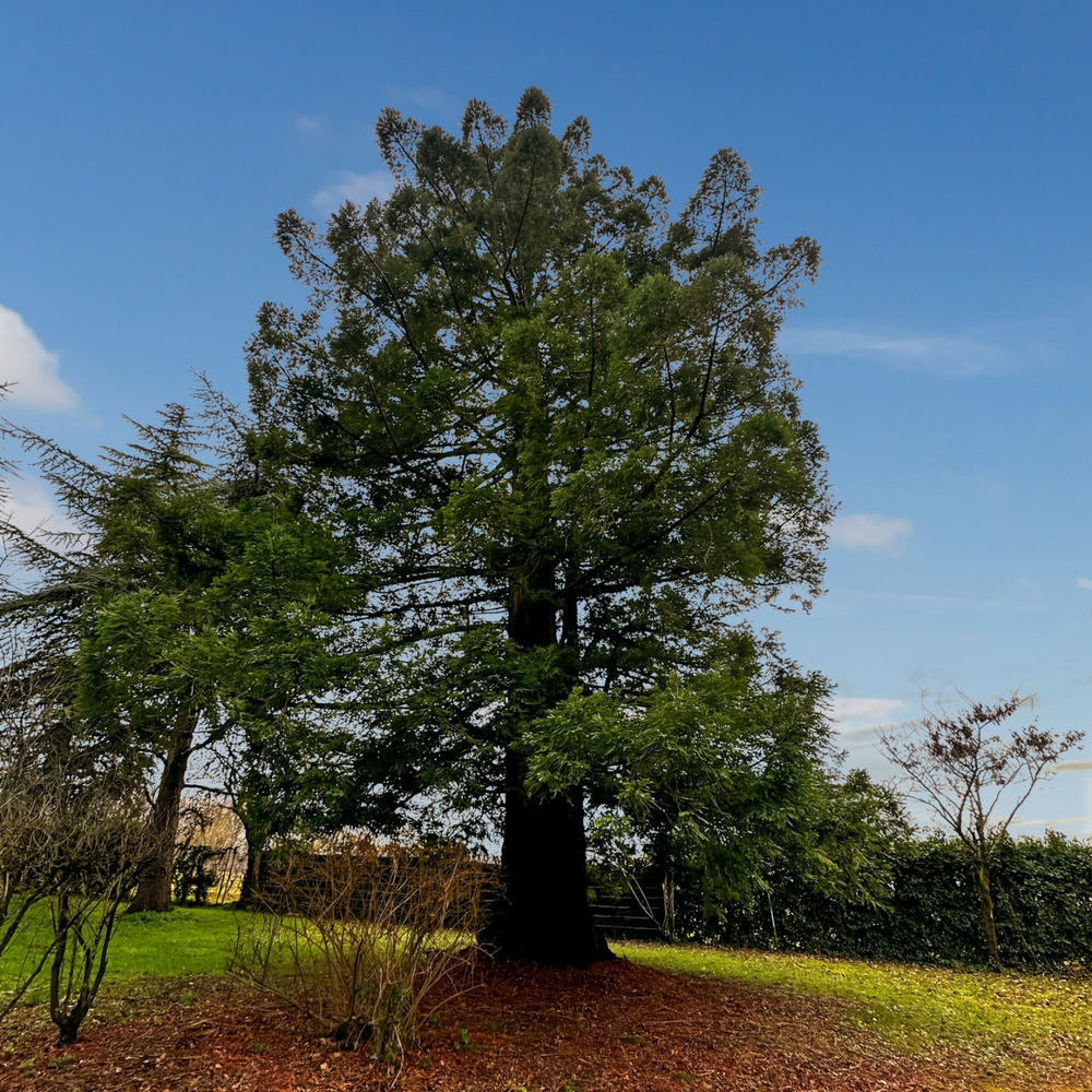 � vendre  Maison Roullet-Saint-Est�phe (16440)