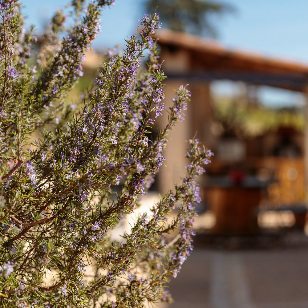 � vendre  Maison P�gomas (06580)