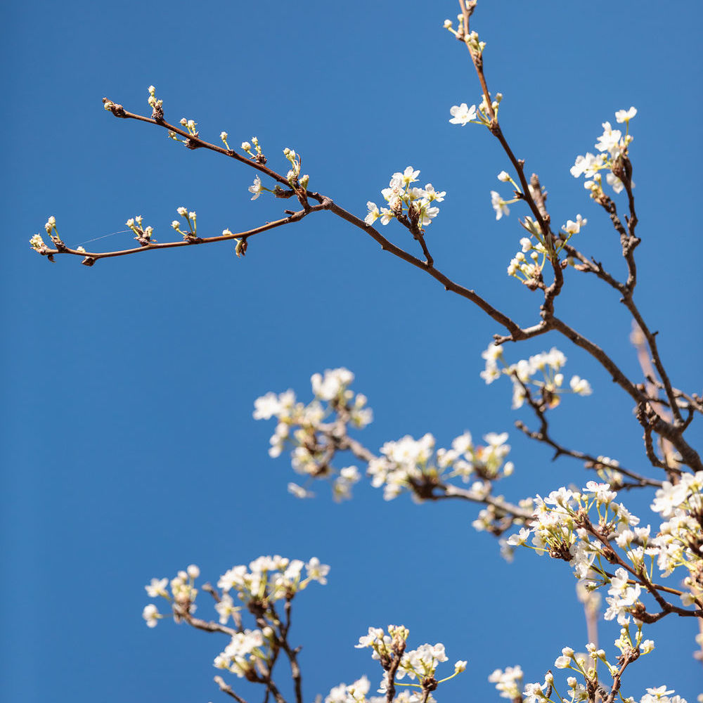 � vendre  Maison P�gomas (06580)