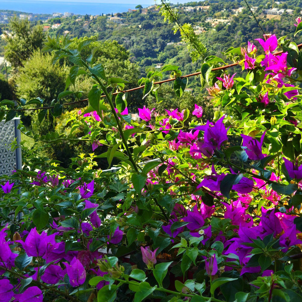 � vendre  Appartement Menton (06500)