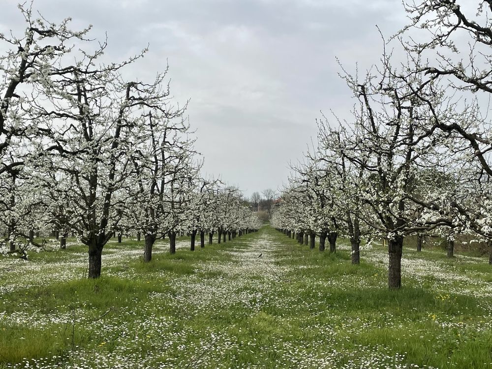 � vendre  Maison Mirabel (82440)